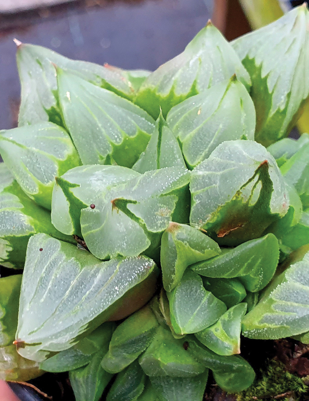 Haworthia Watermelon