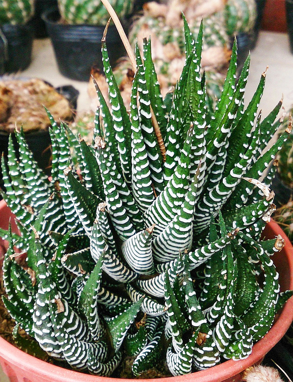 Haworthia 'Big Band'