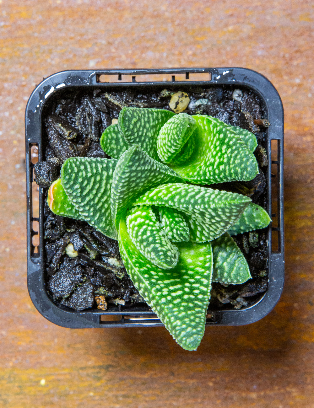 Haworthia 'Banded Pearl'