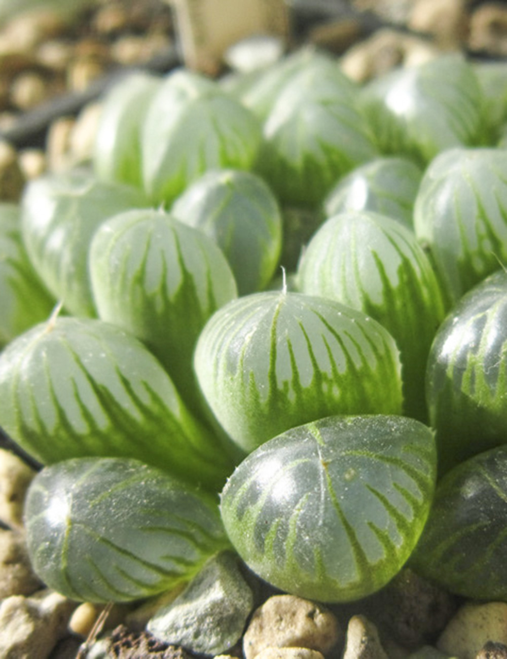 Window Plant 'Obtusa'