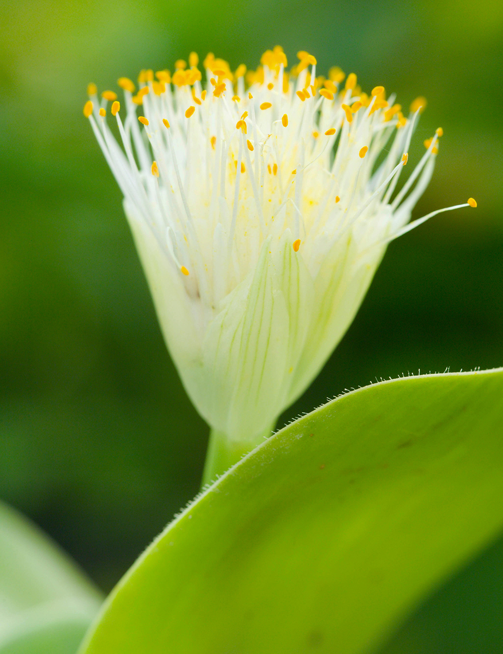 Blood Lily Alba Floss