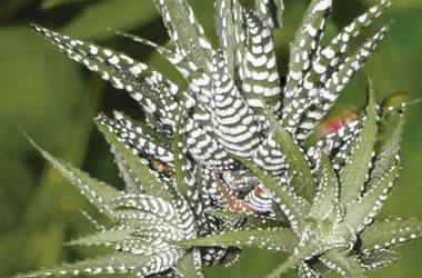 Haworthia Zebra Plant