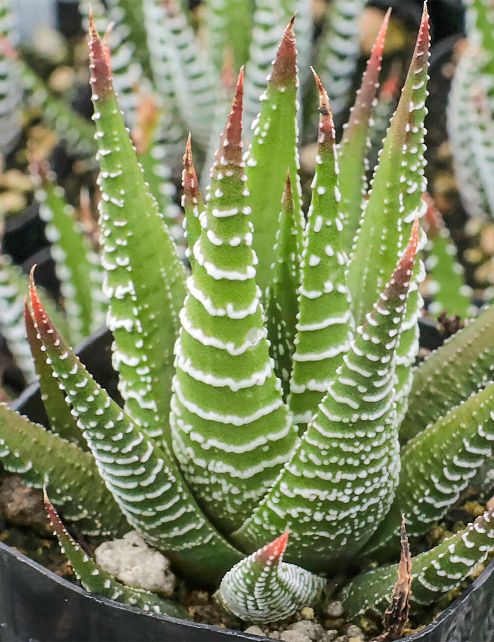 Zebra Plant