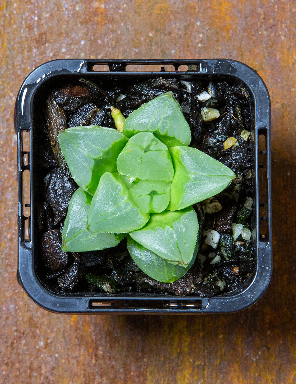 Haworthia 'Ice City'