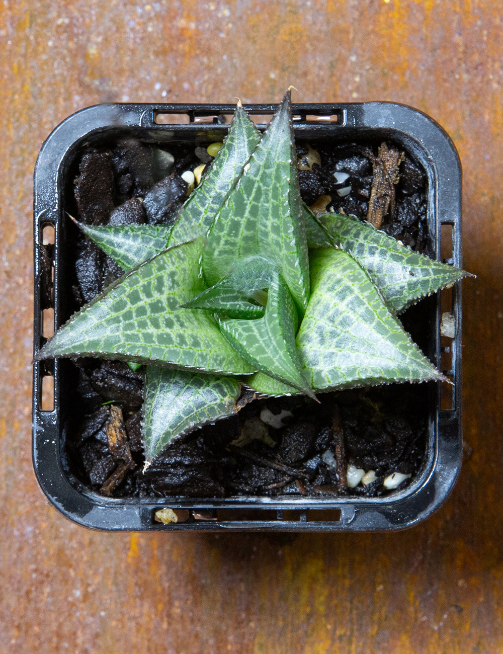 Haworthia 'Tesselata'