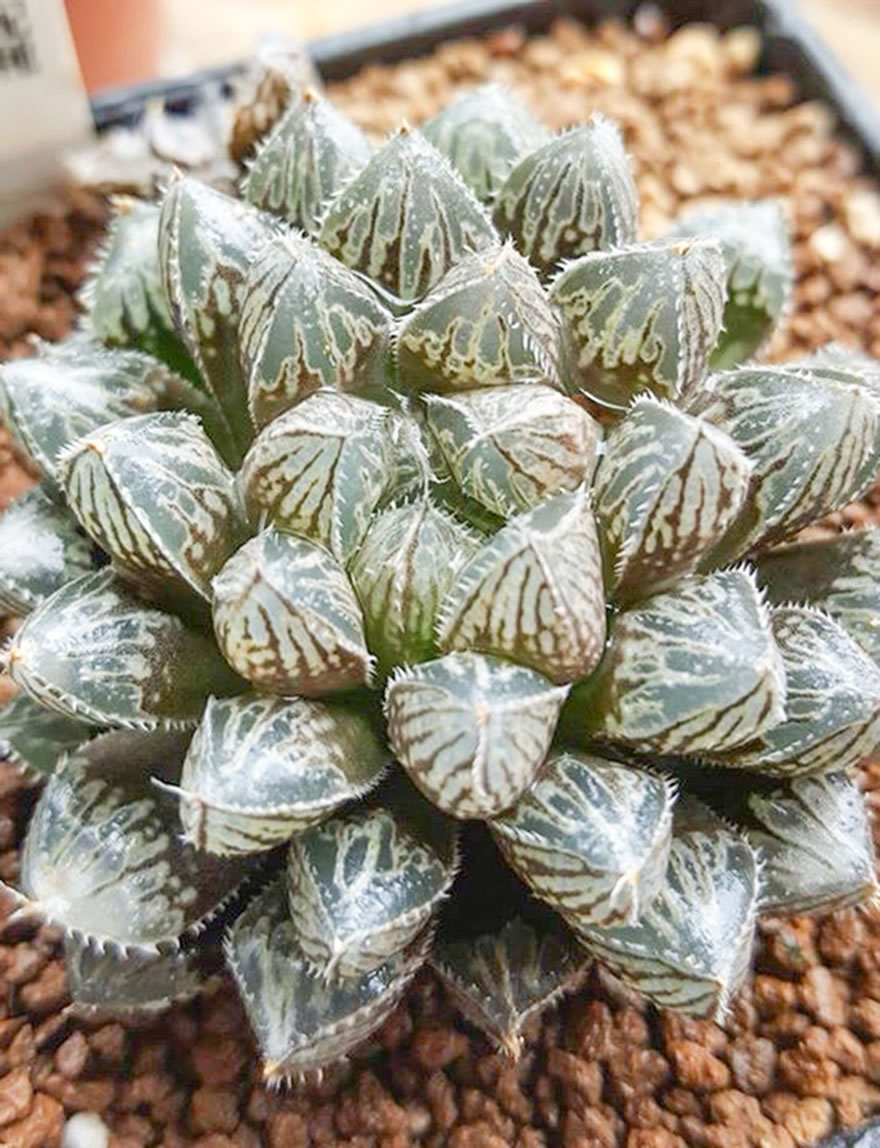 Haworthia Mirrorball