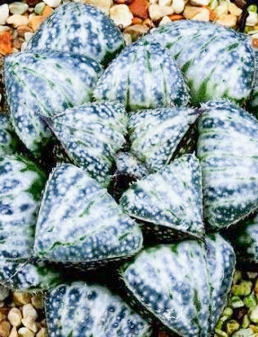 Haworthia Snow Scene