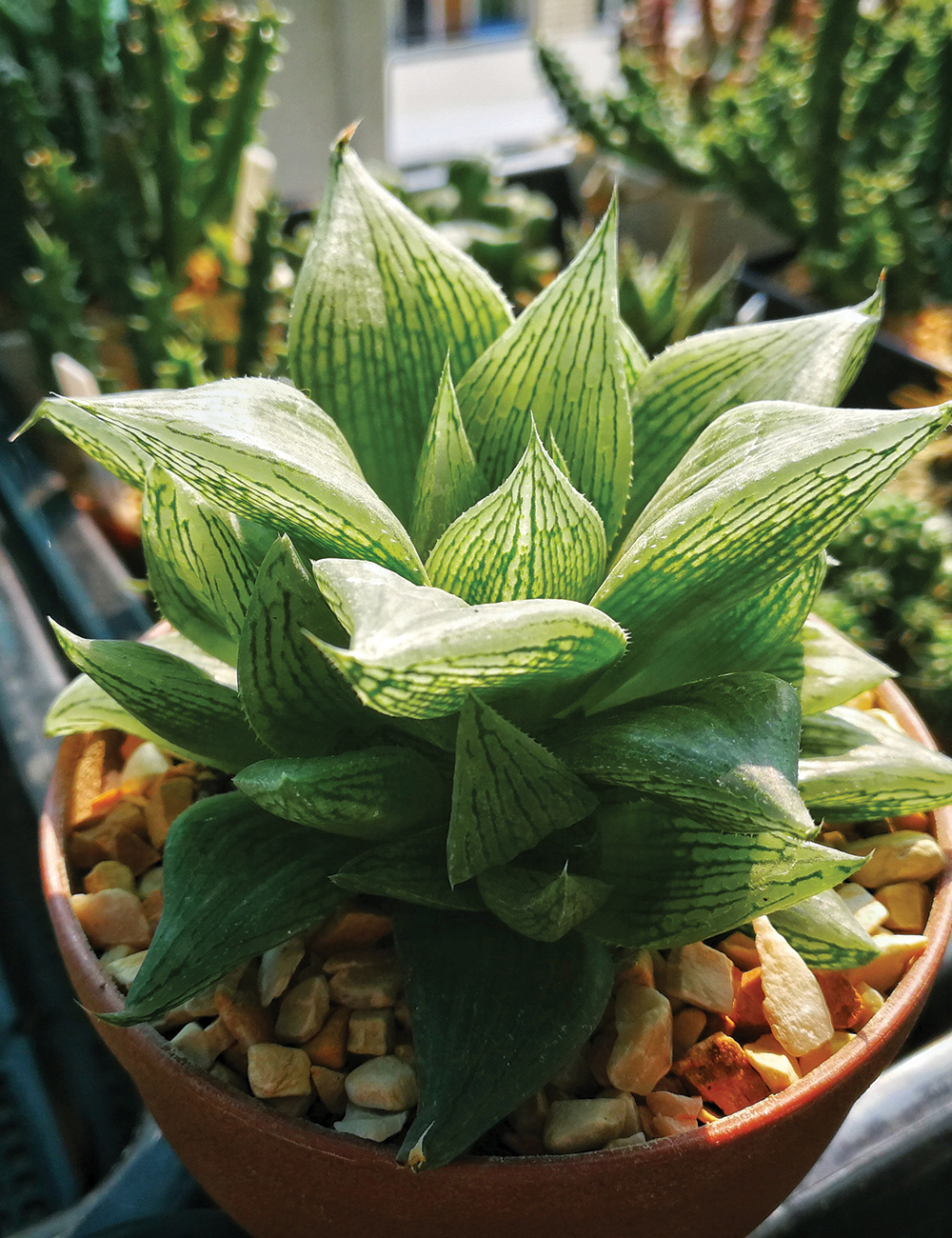 Haworthia Comptoniana