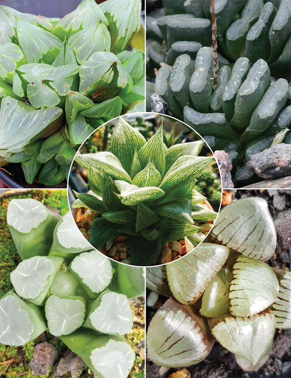 Haworthia Collection