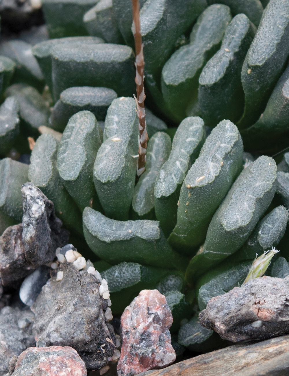 Haworthia Horse Teeth Haworthia