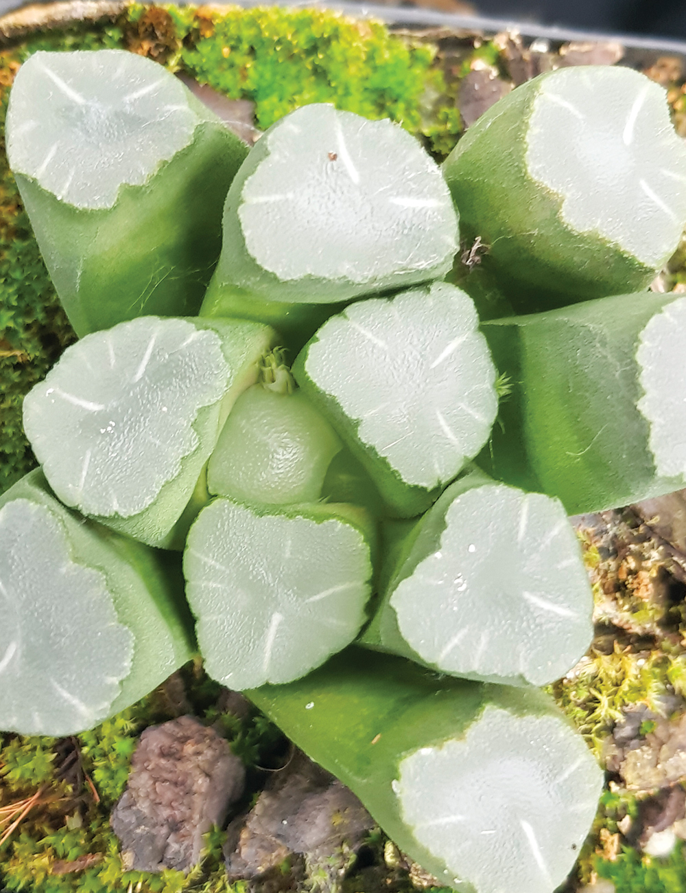 Haworthia Maughanii