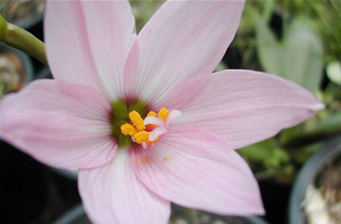 Pink Copper Lily