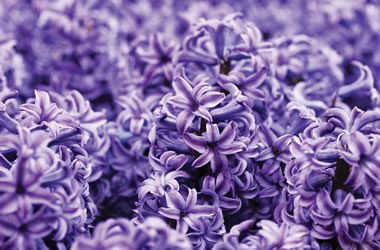 Hyacinths Aida