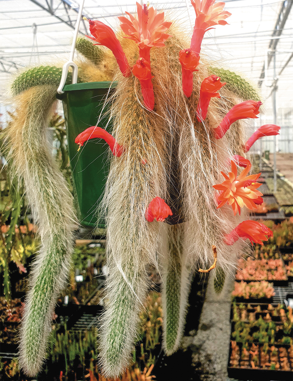 Monkey Tail Cactus