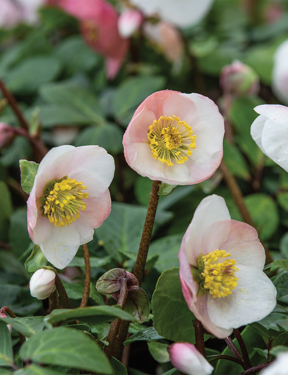 Winter Rose 'Pink Flush'