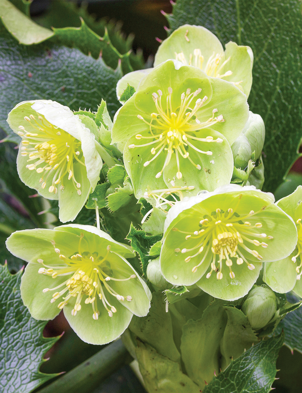 Winter Rose Corsican Hellebore