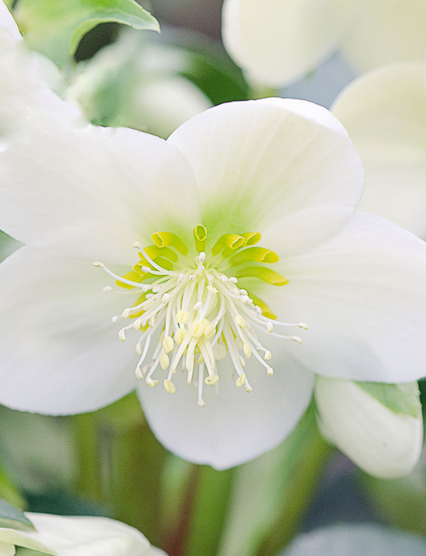 Hellebore Ice Breaker Max