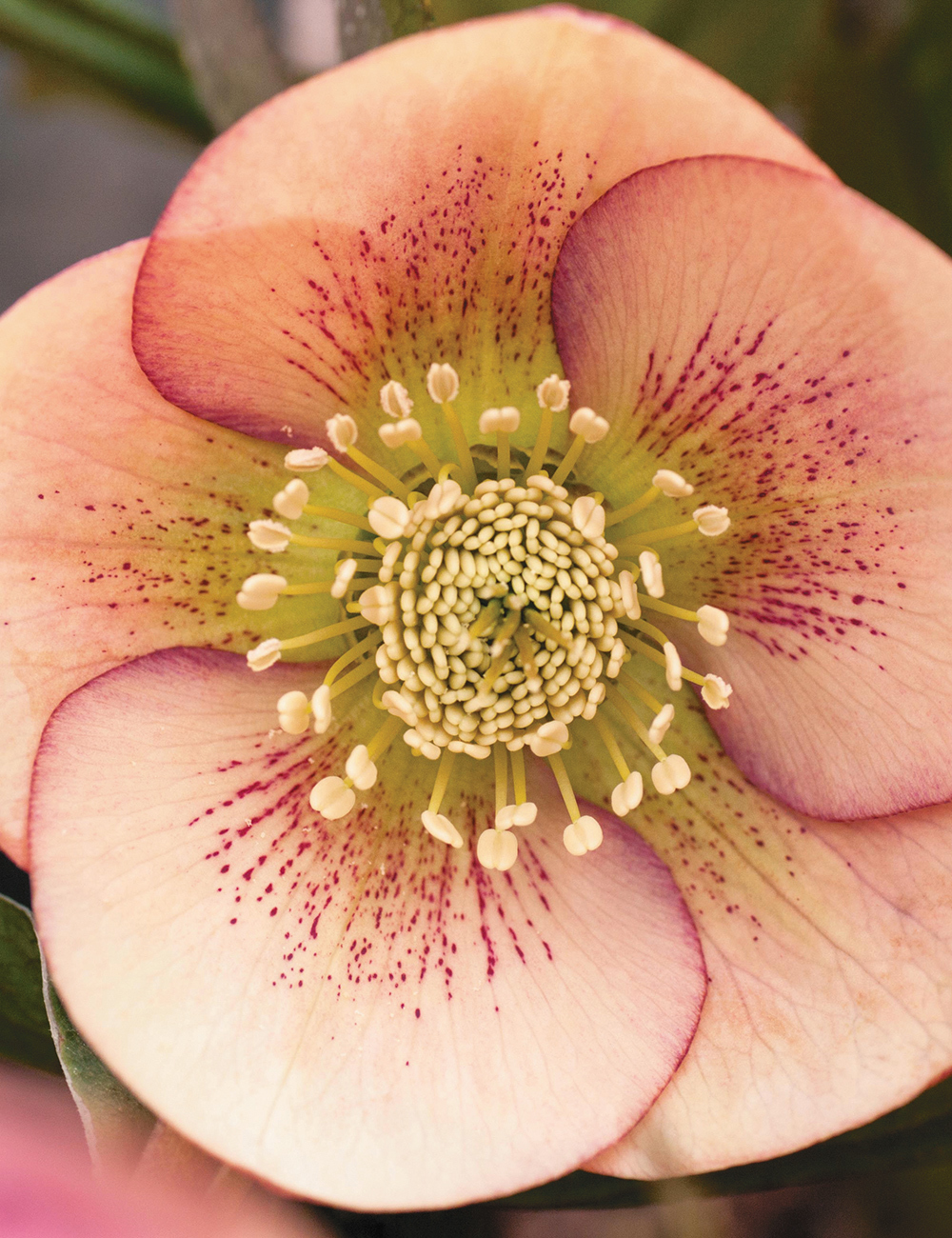 Морозник Восточный (Helleborus orientalis)
