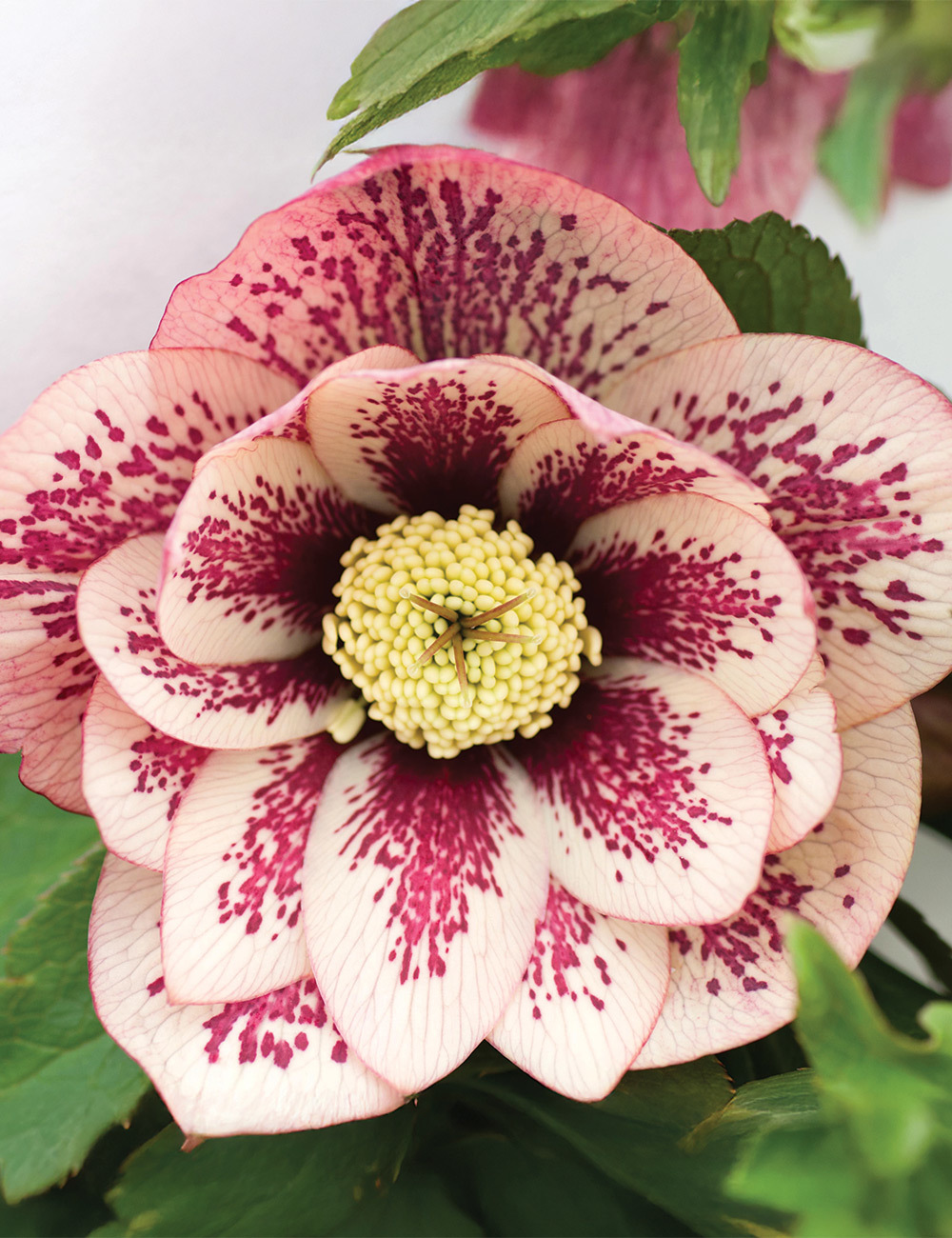 Double Winter Rose 'Rum Punch'