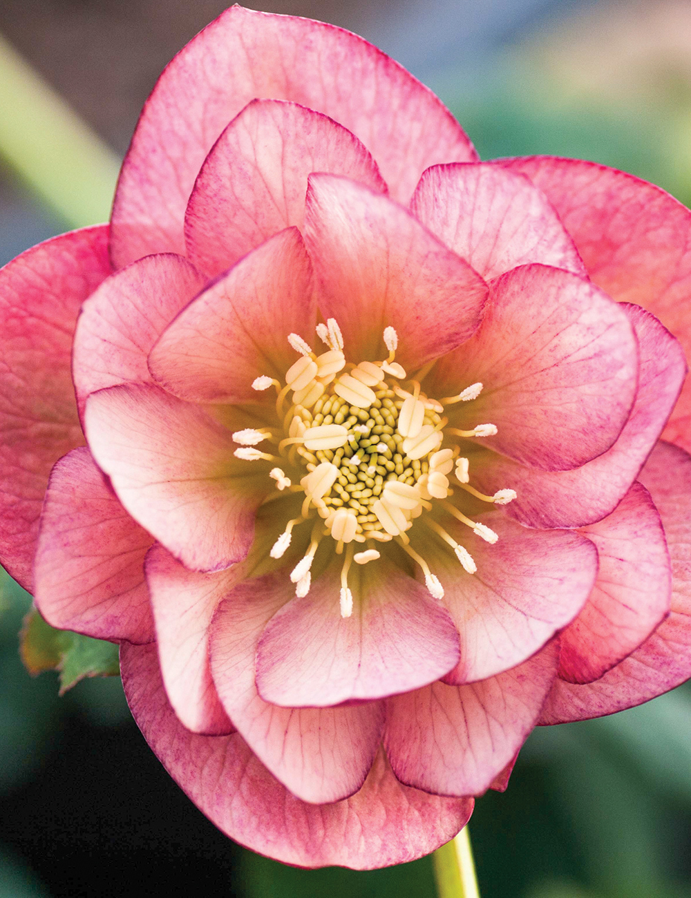 Double Winter Rose 'Peach Blossom'