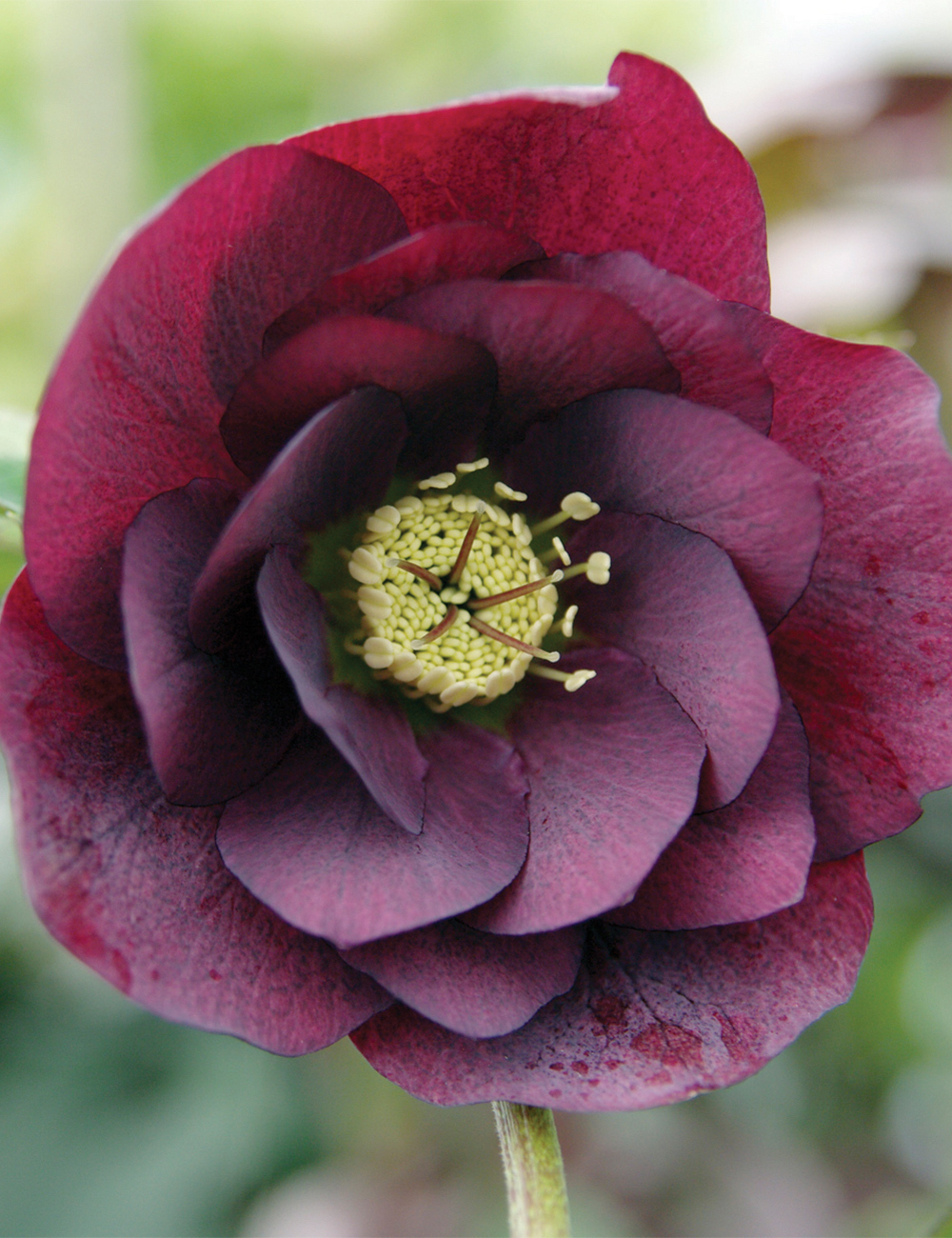 Double Winter Rose 'Burlesque Dancer'