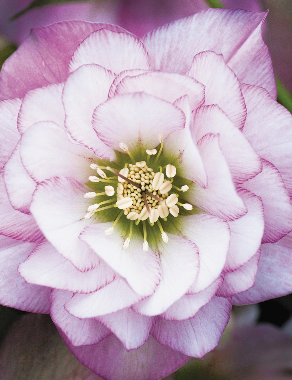 Double Winter Rose 'Chantilly Lace'