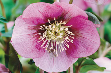 (17C) Winter Rose 'Lady Series' Pink Lady