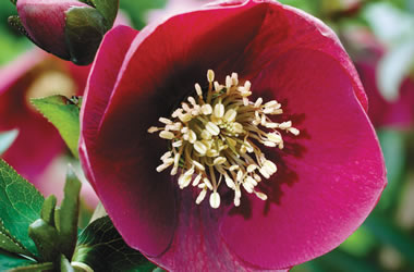 Winter Rose 'Lady Series' Red Lady