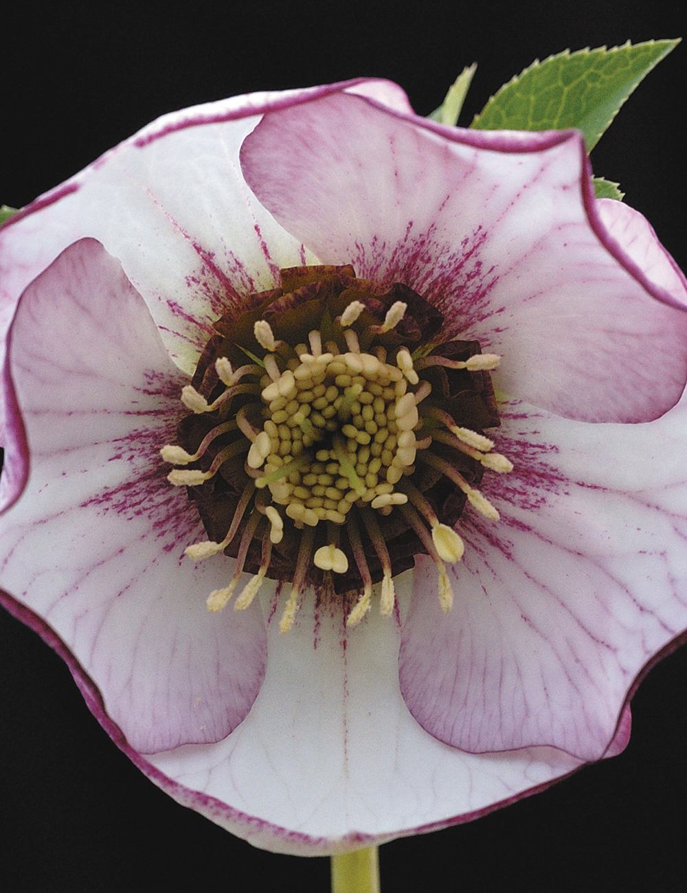 Winter Rose Blushing Bride