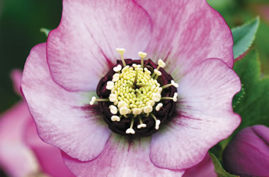 Winter Rose Mrs Jones