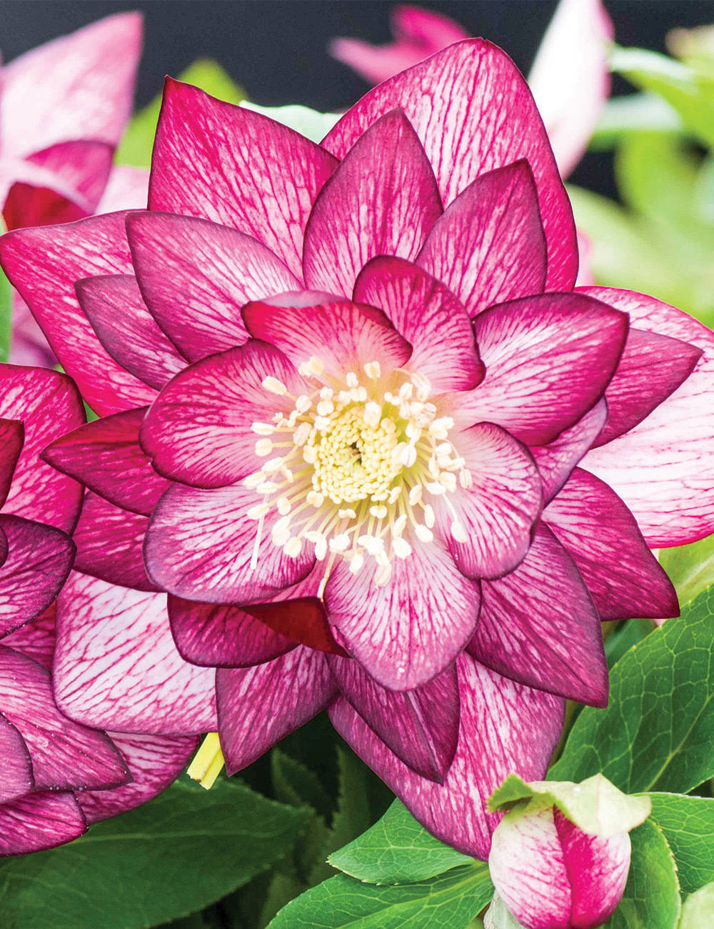 Double Winter Rose 'Peppermint Ice'