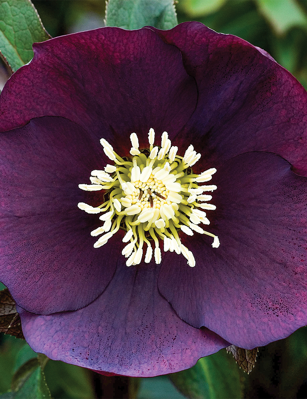 Winter Rose 'Plum Crazy'