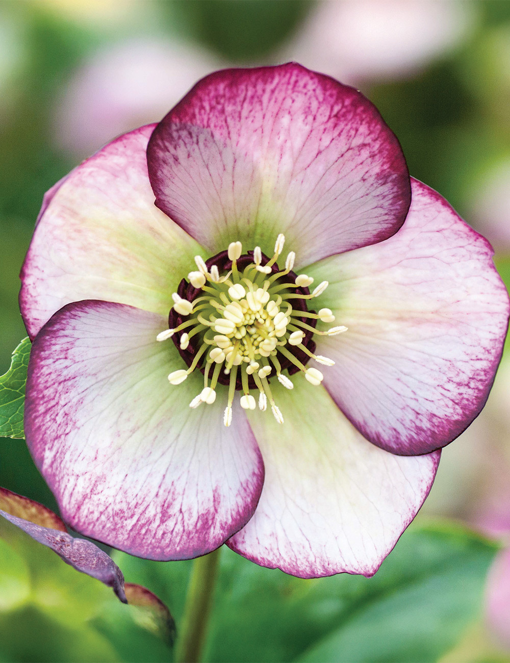 Winter Rose 'Baby Olivia'