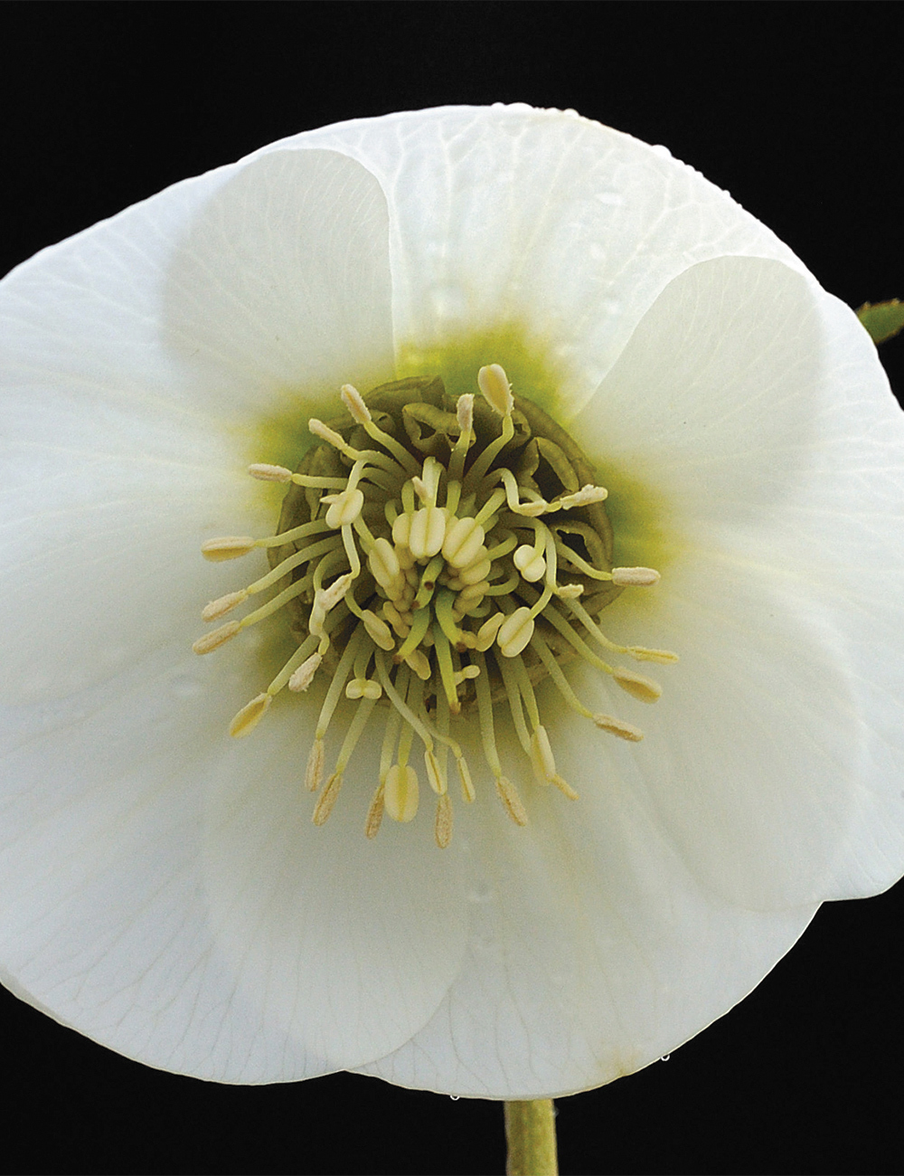 Winter Rose 'Madonna'