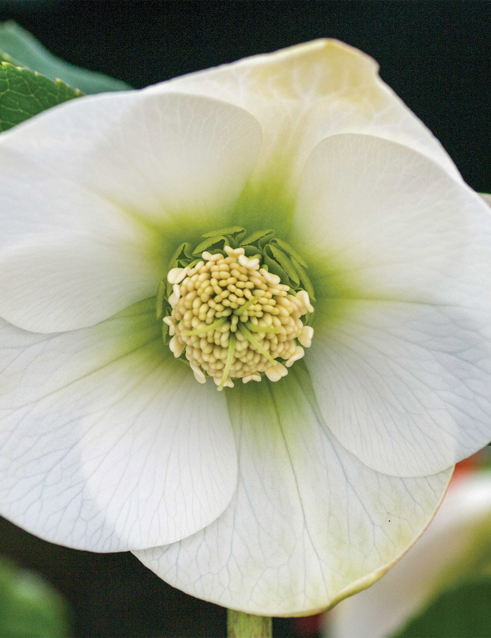 Winter Rose 'White Perpetual'