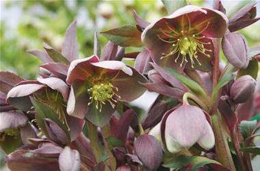 Winter Rose Corsican Hellebore Purple Haze