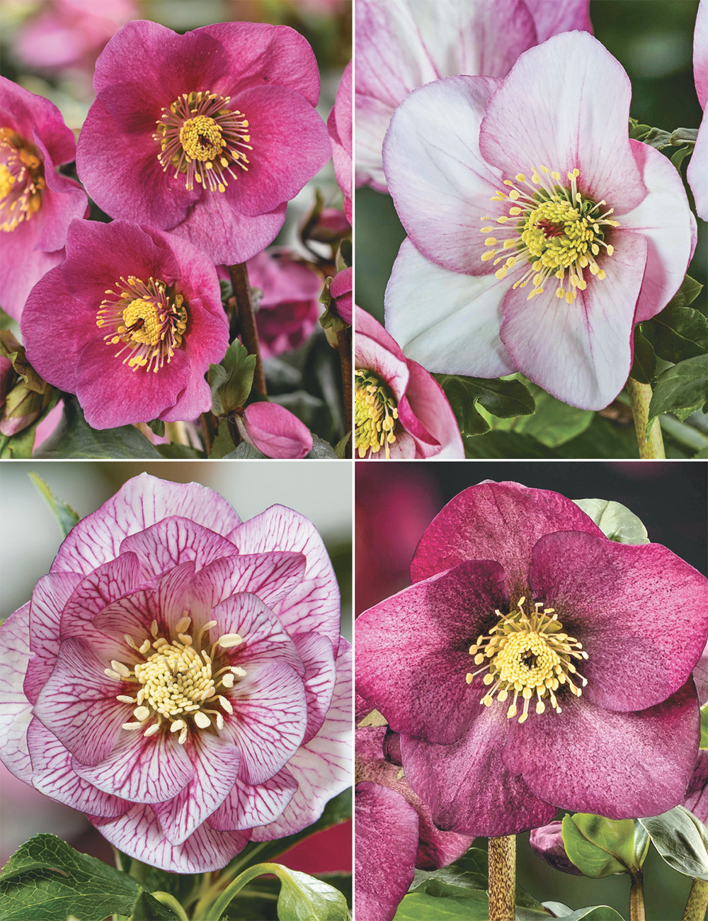 Winter Roses HGC Collection