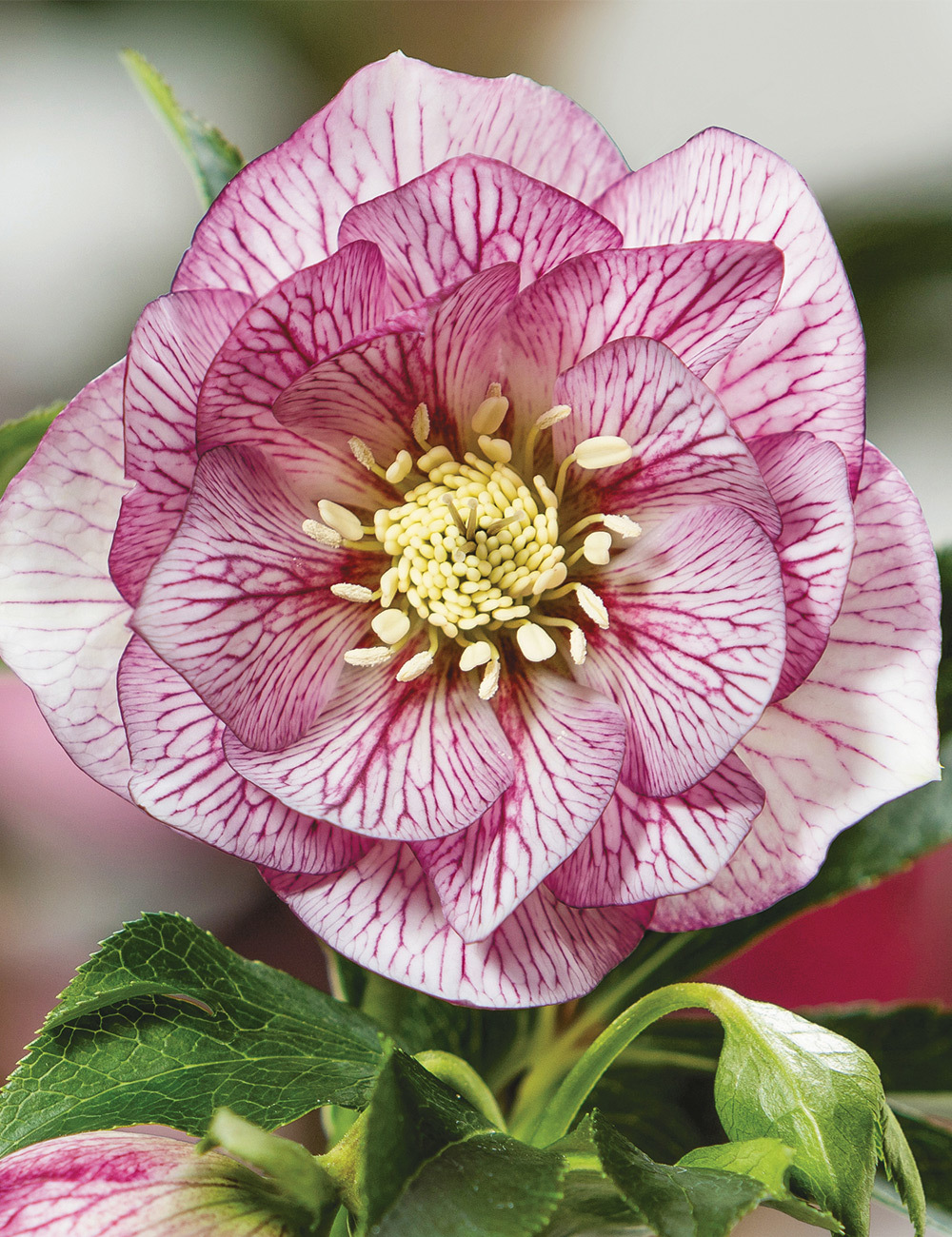 Winter Rose HGC Spring Promise 'Lily'