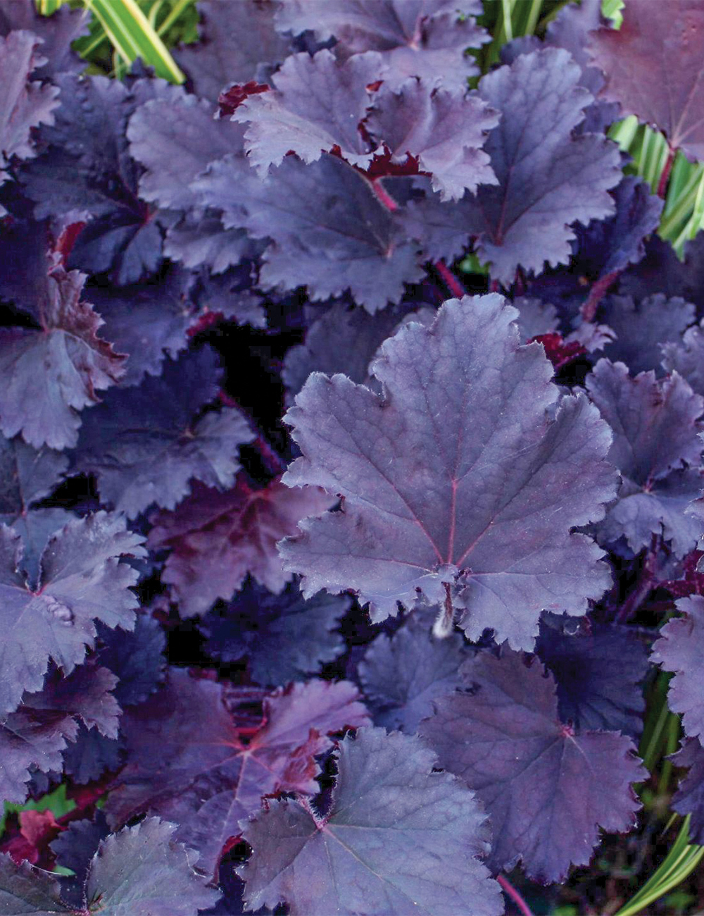 Heuchera 'Binoche'