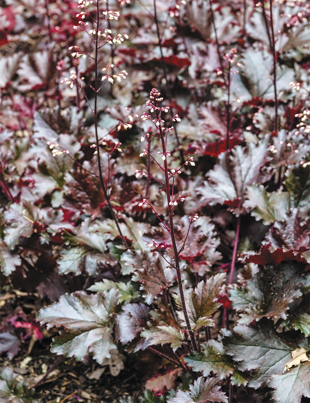 Heuchera 'Black Taffeta'