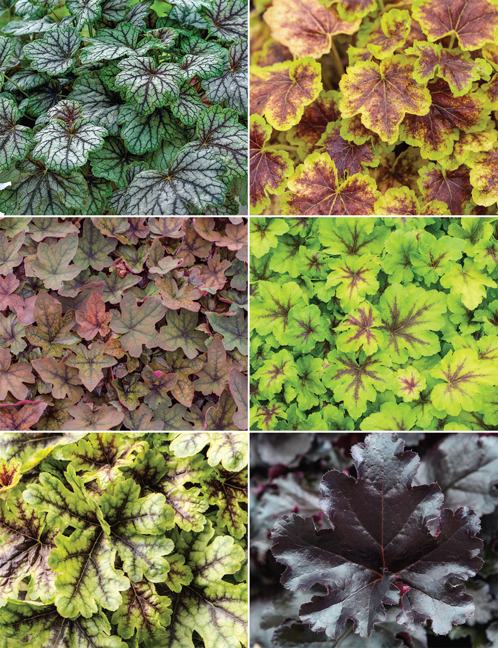 Heuchera Collection