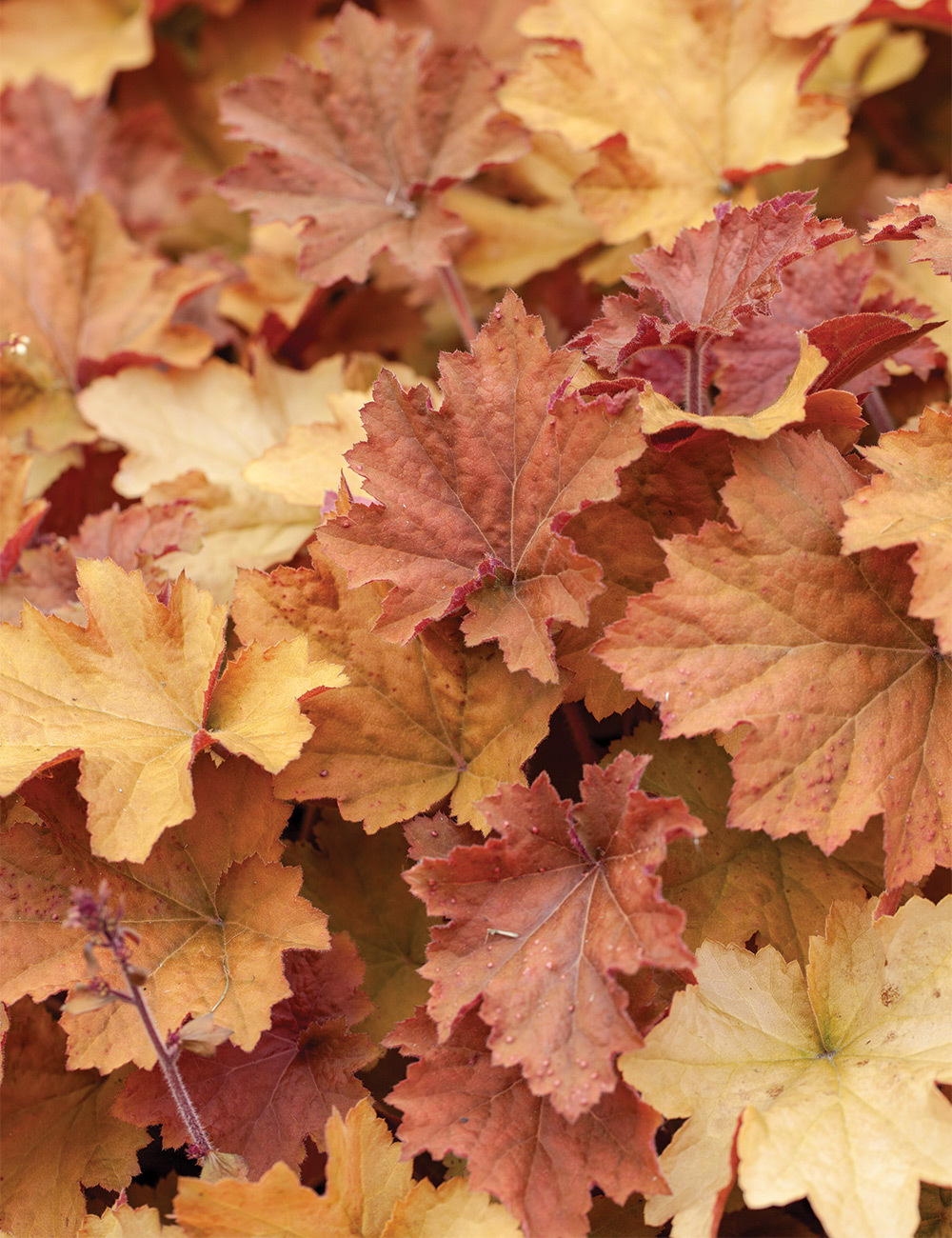 Heuchera 'Caramel'