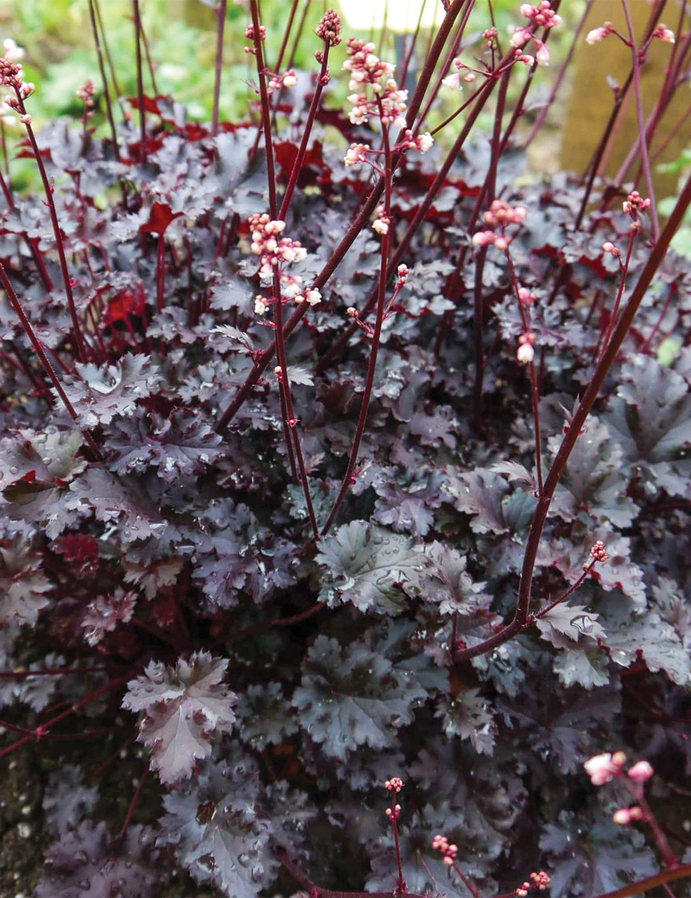 Heuchera 'Crazy Rasta'