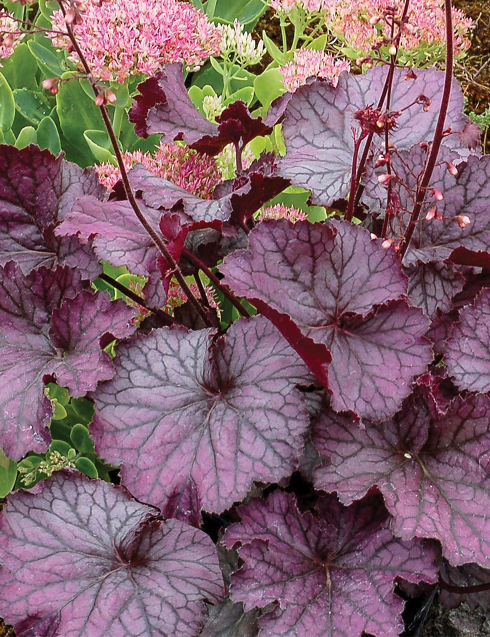 Heuchera 'Northern Exposure Purple'