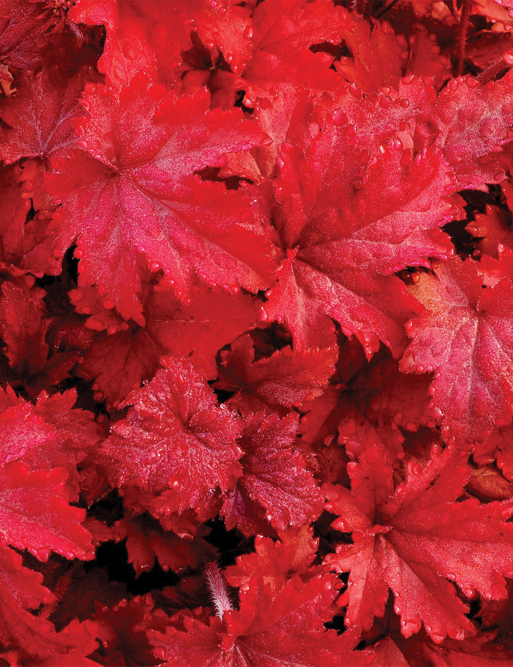 Heuchera 'Fire Chief'