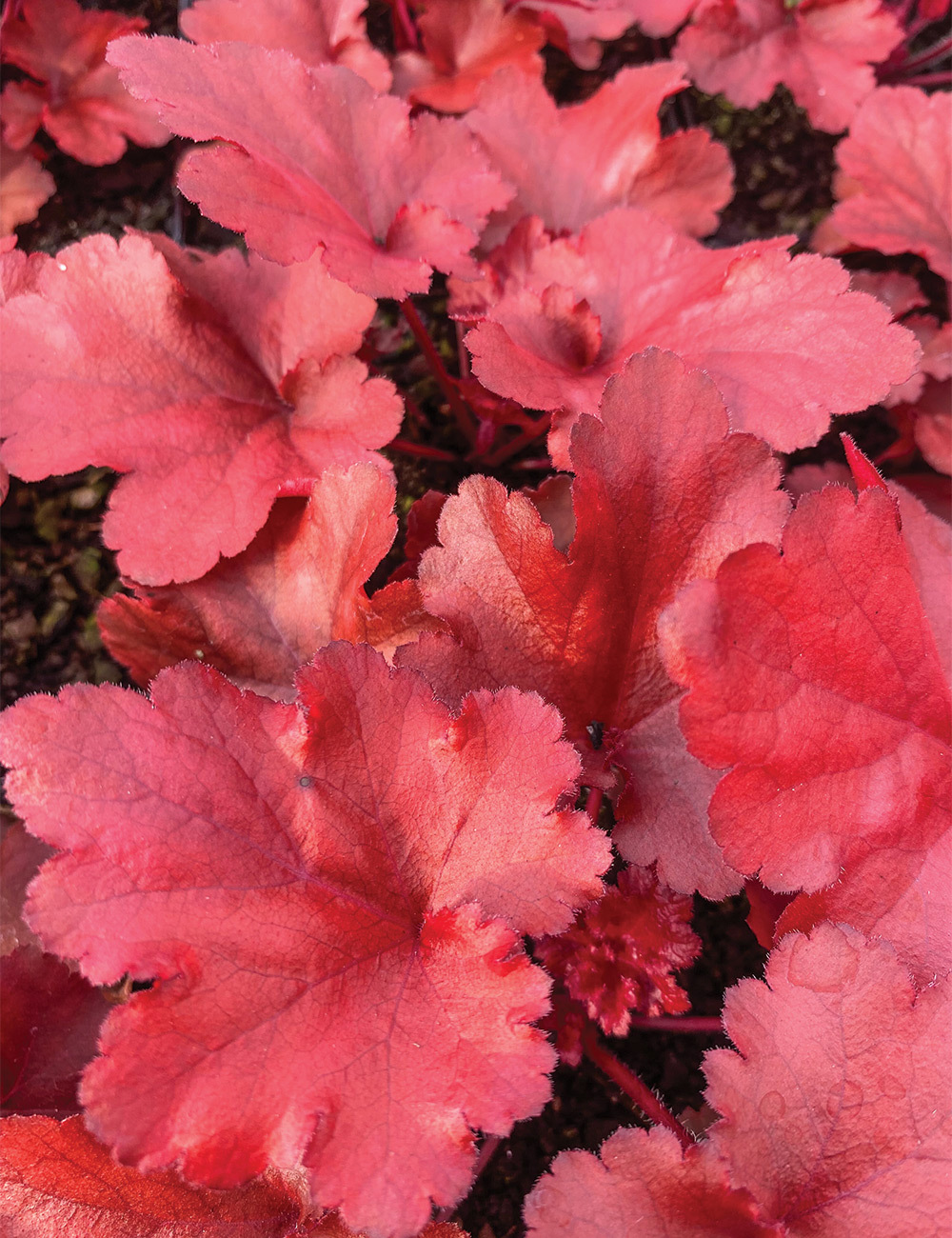 Heuchera 'Forever Red'