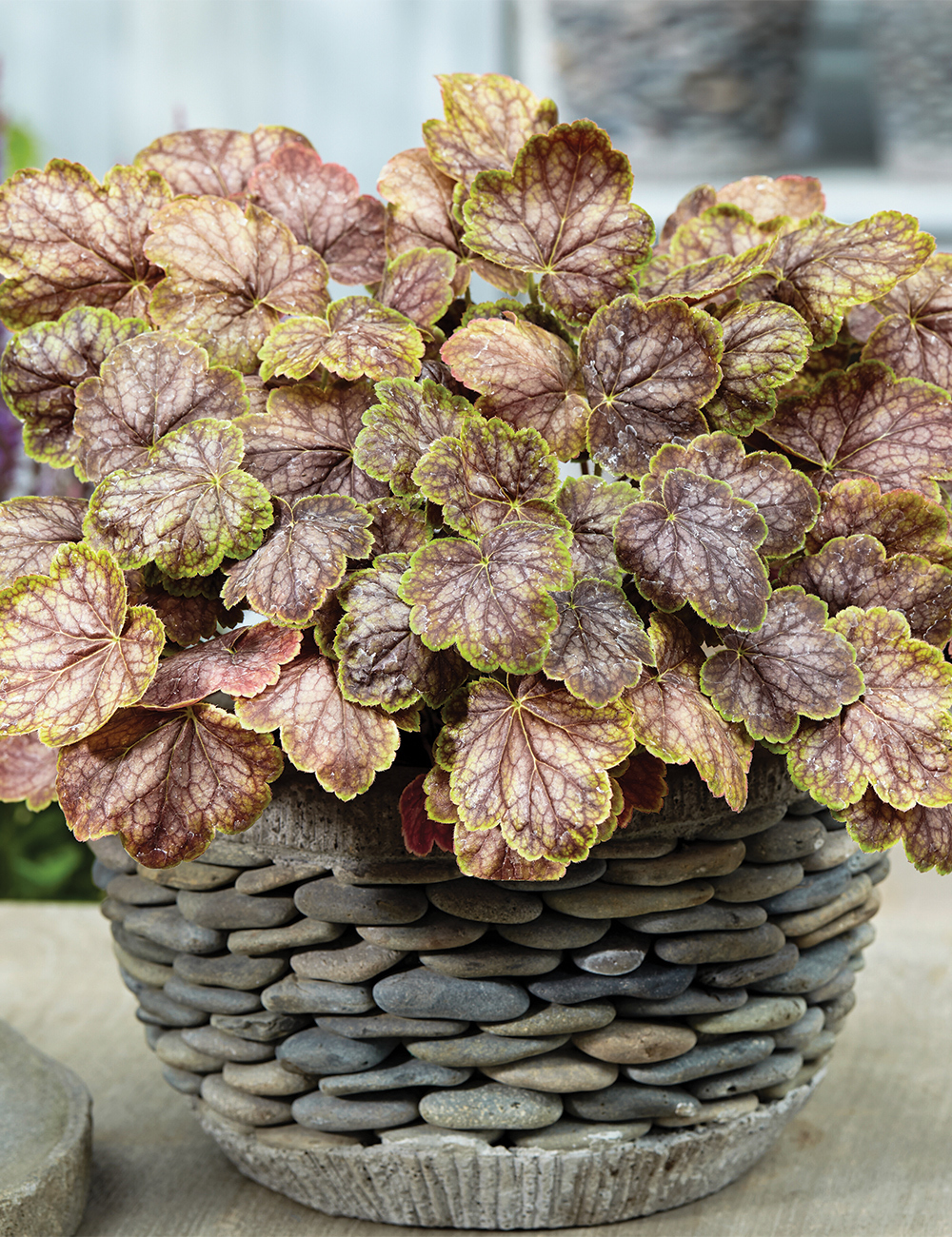 Heuchera 'Gauguin'