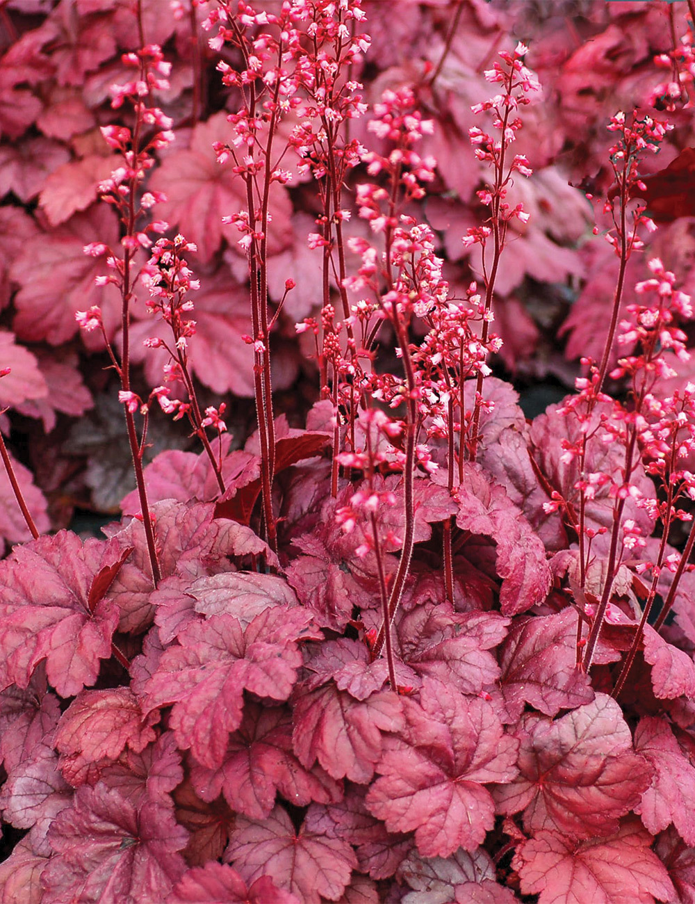 Heuchera 'Grape Soda'