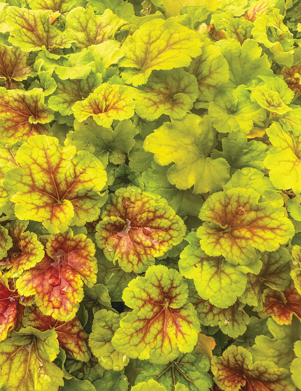 Heuchera 'Happy Flames'