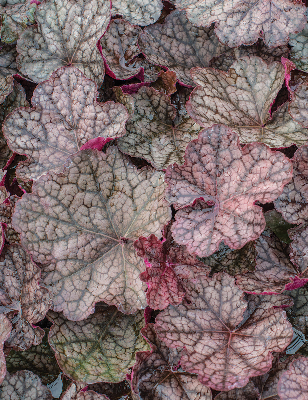 Heuchera 'Magnum'